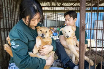 A man and woman in green Humane World windbreakers rescue white dogs from a dog meat farm and free them from their cage